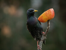 Common Starling Perching On Branch To Feed On Apple, Selective Focus With Copy Space