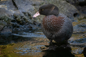 Wall Mural - New Zealand Whio Blue Duck in a Mountain River, Selective Focus