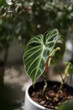 plant in a pot (philodendron verrucosum)