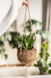 plant in a pot (succulent)