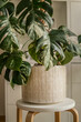monstera variegata in a beautiful pot 