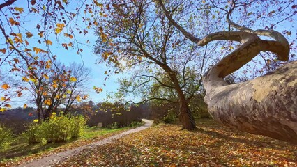 Canvas Print - Walk amid the autumn sycamores