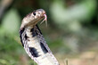 Naja Sumatrana miolepis snake closeup head