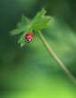 Beautiful Green Nature Background.Floral Art Design.Macro Photography.Floral Abstract Pastel Background with Copy Space.Ladybug and Wild Field.Ladybug in Summer Floral Background.Beautiful Ladybug.