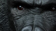Footage Of Gorilla Head Dark Background 
