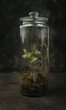 ivy in a jar 
