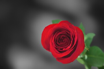 Poster - Beautiful fresh red rose flower details