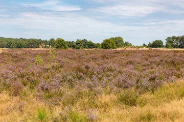 Poster -  nature, heather, flowers, Erica,