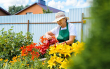 Gardening Hobby In Retirement. Senior Woman Florist Caring For Flowers In Garden. Smiling Elderly Woman Wearing An Apron And Straw Hat Standing In Flower Bed Of Red And Yellow Lilies