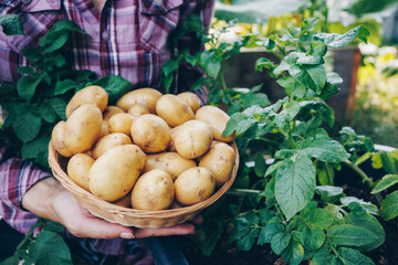 Wall Mural - Potatoes. Farmer holding freshly harvest potatoes in hands on farm.