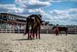 girl equestrian Aktobat walks a horse in training before a performance