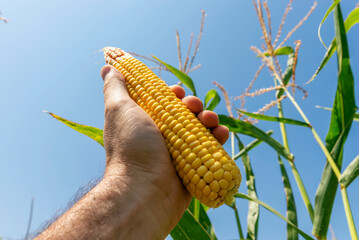 Sticker - A Ukrainian farmer holds golden corn above the field.