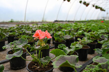 Seedling Of Pelargonium Flowers With Drip Irrigation, Closeup. Concept Of Producing Flowers In A Greenhouse