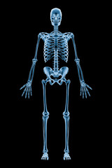 Wall Mural - xray image of anterior or front view of full human skeletal system or skeleton isolated on black bac