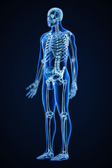 accurate xray of anterior three-quarter view of full human skeletal system with adult male body cont