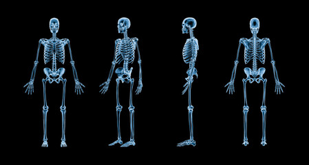 Wall Mural - accurate xray image of human skeletal system with adult male skeleton isolated on black background 3