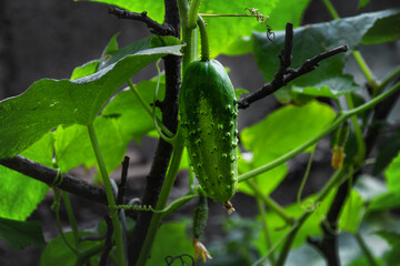 Wall Mural - A green cucumber on a branch. Growth and flowering of cucumbers hanging on a branch. Close-up, selective focus. Ovaries of a young green cucumber with a flower. Young green cucumbers outdoors.