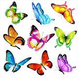 Fototapeta Motyle - collection of butterflies