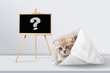 Cute Kitten Cunningly Looks Out Of The Bag. Concept Of The Unknown, Question, Fake, Pet, Question Mark On A Chalkboard