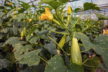 A Zucchini Is Grown And Bloomed In A Greenhouse In Turkey.