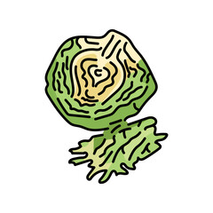 Wall Mural - Cabbage color line icon. Natural vegetable.