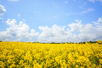 Wall Mural - Yellow canola flowers on a rural field