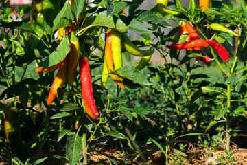 Wall Mural - Beautiful chili peppers on the bushes. Red chili peppers on the farm. Hot red peppers in the garden.