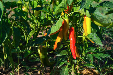 Wall Mural - Beautiful chili peppers on the bushes. Red chili peppers on the farm. Hot red peppers in the garden.