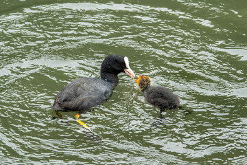 Sticker - coot feeding her chick on the river	
