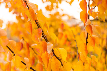 Sticker - Autumn leaves on the tree. Season of colorful foliage.	