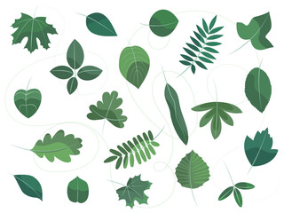 Wall Mural - set of 20 leaves of different types of trees, green, isolated on a white background, decorative elements