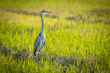 Gray Heron Between Green Rice Fields In The Albufera Of Valencia Natural Park.