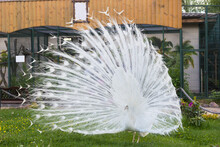 The Mating Dance Of The White Peacock In Front Of The Peahen.
