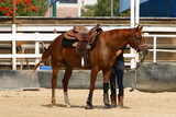 Fototapeta Konie - Horse at the stable in Israel.