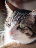 Fototapeta  - Gato atigrado gris
