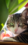 Fototapeta  - Flor naranja con gato