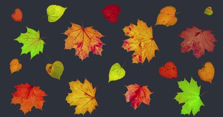 Wall Mural - Animated background.Autumn leaves falling and flying in the wind. Thanksgiving Concept, Family, Discount and Sale for this Holiday
