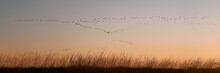A Flock Cormorants Flying During Sunrise On Kinburn Spit,  Mykolaiv Oblast, Ukraine. Banner. Copy Space.
