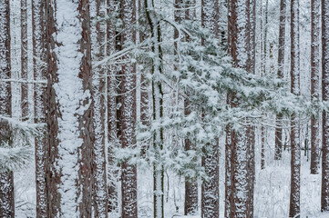 Landscape of winter red pine forest flocked with fresh snow, Yankee Springs State Park, Michigan, USA