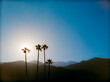 © Mat Rick Photography - Palm trees silhouetted in the sunset against hills