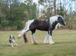 Gypsy horse mare kicks at running dog in autumn pasture.