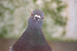 Charismatic pigeon picture looking straight to camera. A very charming and curious pigeon looks straight to camera with a softly lit and focused background.  Ideal copy space or meme picture.