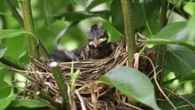 A Pair Of Baby Robin Birds On A Three Nest
