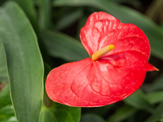 Wall Mural - Red flower of Anthurium or tailflower. Blooming flamingo flower or laceleaf. Flowering plant grows in greenhouse or home.