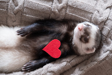 Wall Mural - Gray-black sable ferret with a heart Domestic ferret concept. Exotic pet care concept. Isolated on background