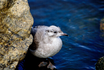 Larus canus. he common gull