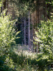 Canvas Print - Waldweg