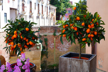 Wall Mural - Orange kumquat fruit growing on a tree