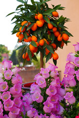 Wall Mural - Orange kumquat fruit growing on a tree