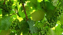 Unripe Bunch Of Grapes. Green Young Sprout Of Grapes Slowly Sways In The Wind By Early Spring. Ripening Small Branch Of Grapes, Young Inflorescence. Newly Formed Bunches Of Baby Grapes